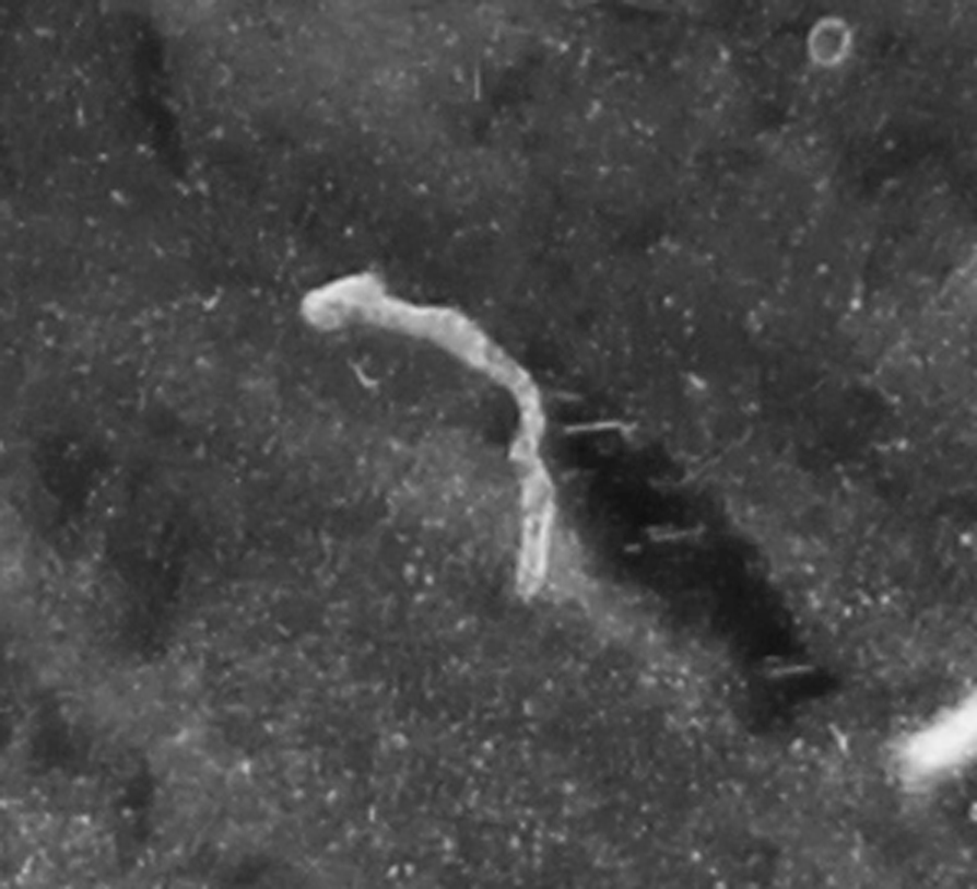 6-Struck-Through-2024-D-LMC's-/-Copper-Worms